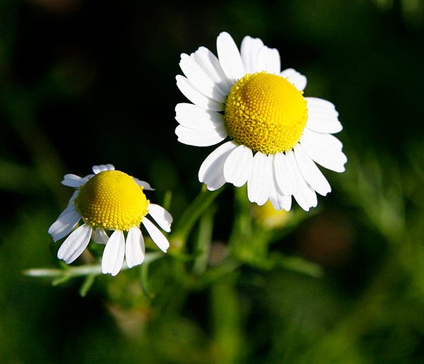 The Benefits of Chamomile Oil: The Gentle Giant