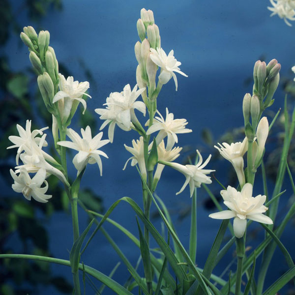 Tuberose