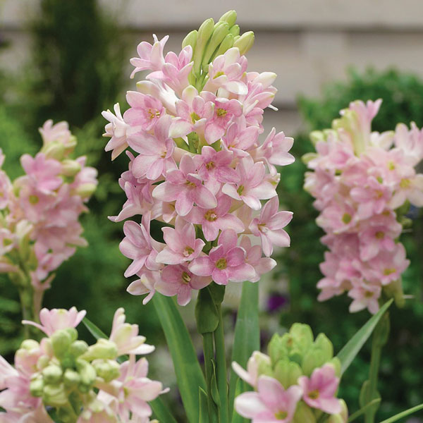 Tuberose